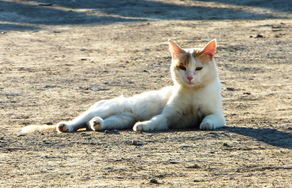 Illustration for news: The Earliest Cat on the Northern Silk Road