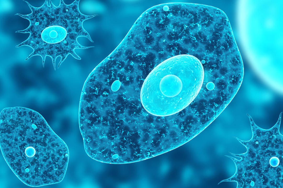 Illustration for news: Who Maintains Discipline in a Live Cell: Physics Perspective